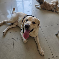 Yellow Labrador guest at Freya Pet Boarding