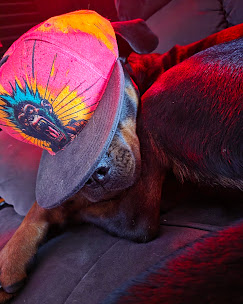 Dog guest wearing a cap
