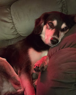 Dog resting comfortably at Freya