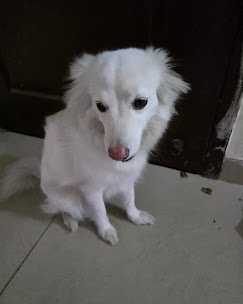 Fluffy white Spitz dog guest