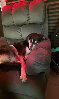 Husky relaxing on a sofa at Freya